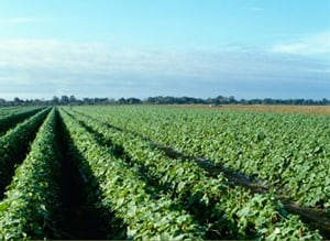 A field of cucumbers grows in Florida.