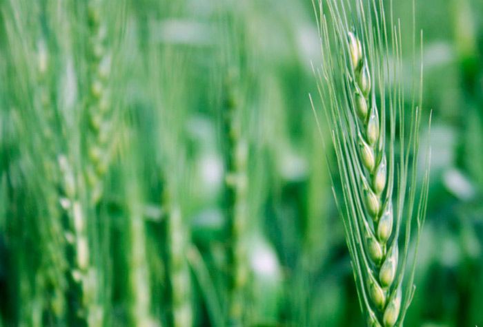 Talinor controls damaging broadleaf weeds in wheat and barley