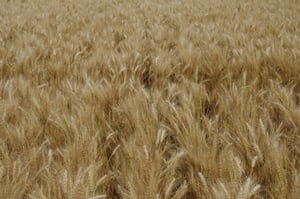 Hybrids Poised to Change Wheat Production