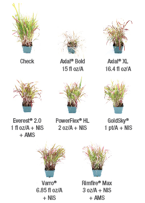 Axial Bold - Herbicide Product & Label Information | Syngenta US