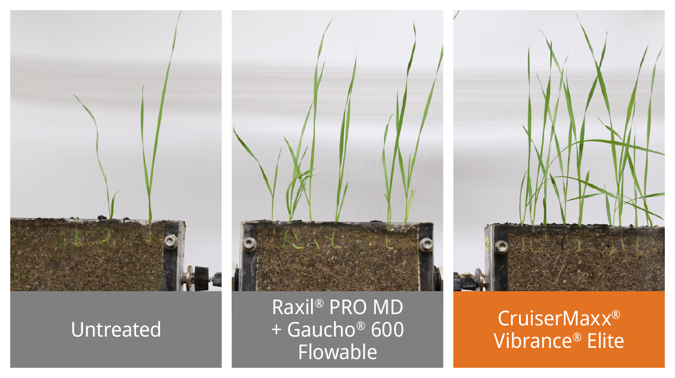 Performance against Pythium in wheat