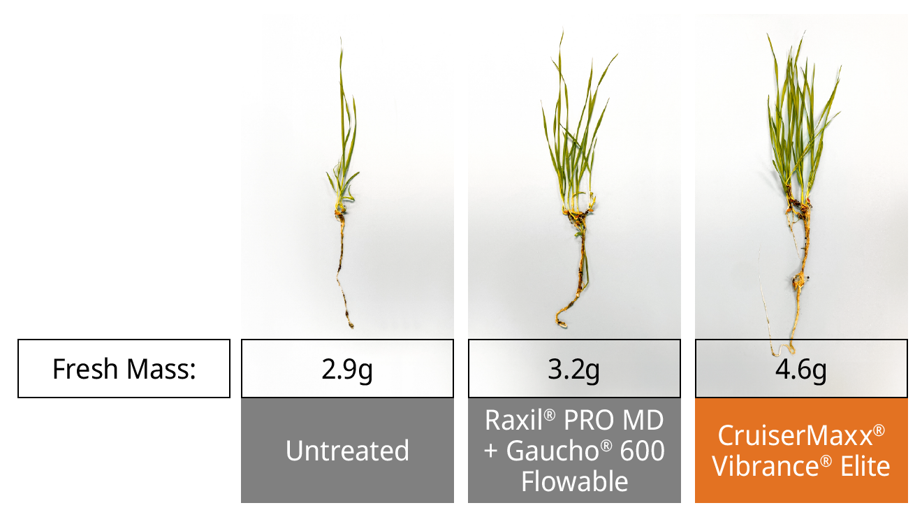 Performance against Pythium in wheat