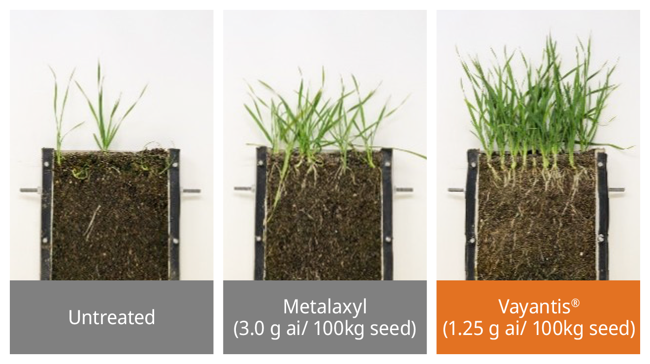Performance against Pythium in wheat