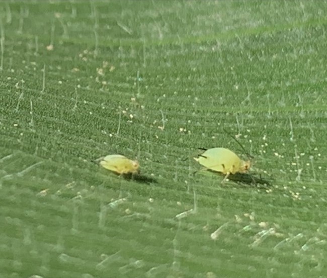 Two adult aphids on a corn plant leaf
