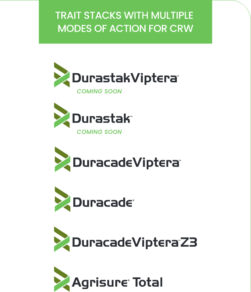 Trait stacks with multiple modes of action for corn rootworm