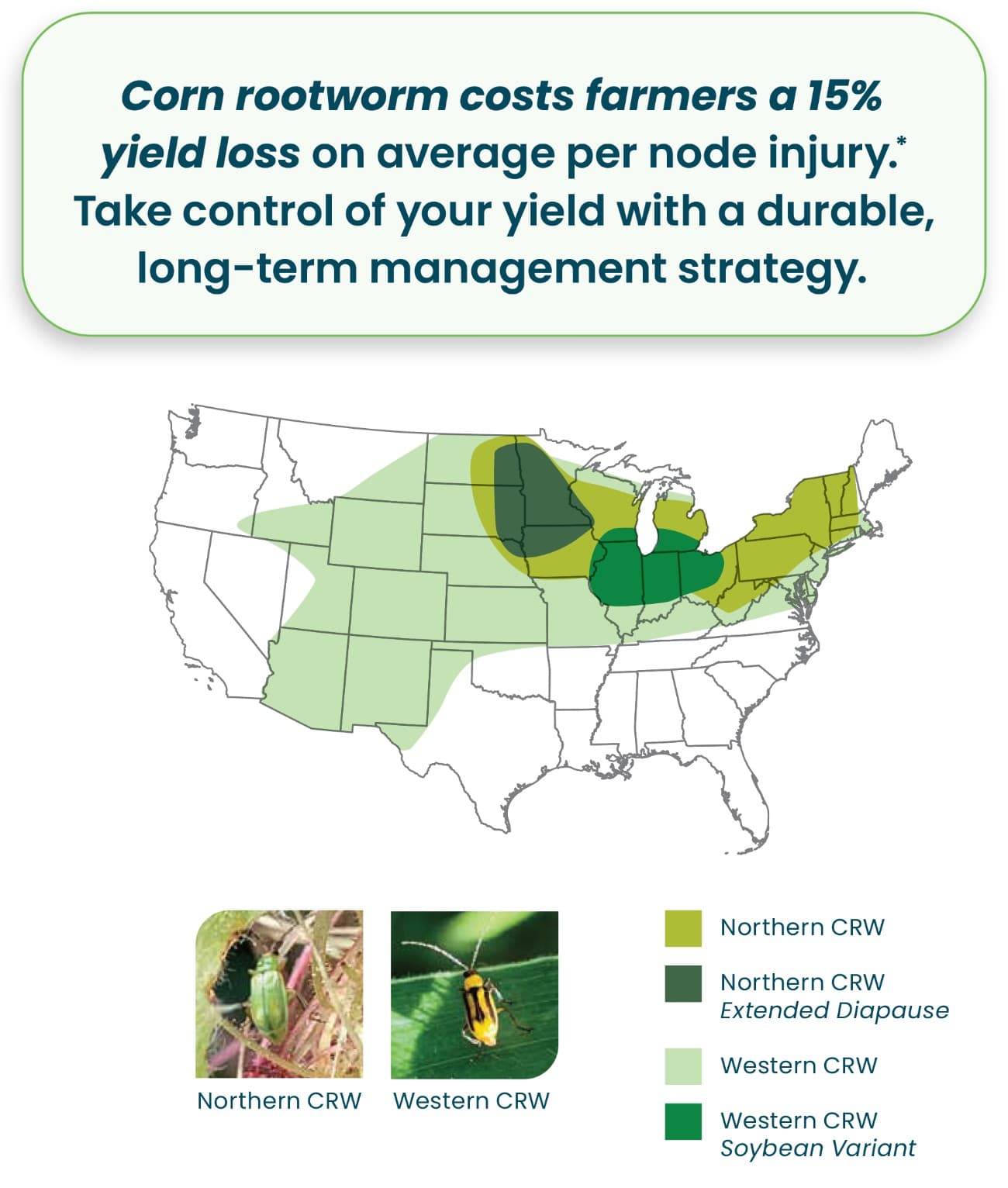 Corn rootworm costs farmers a 15% yield loss on average per node injury. Take control of your yield with a durable, long-term management strategy