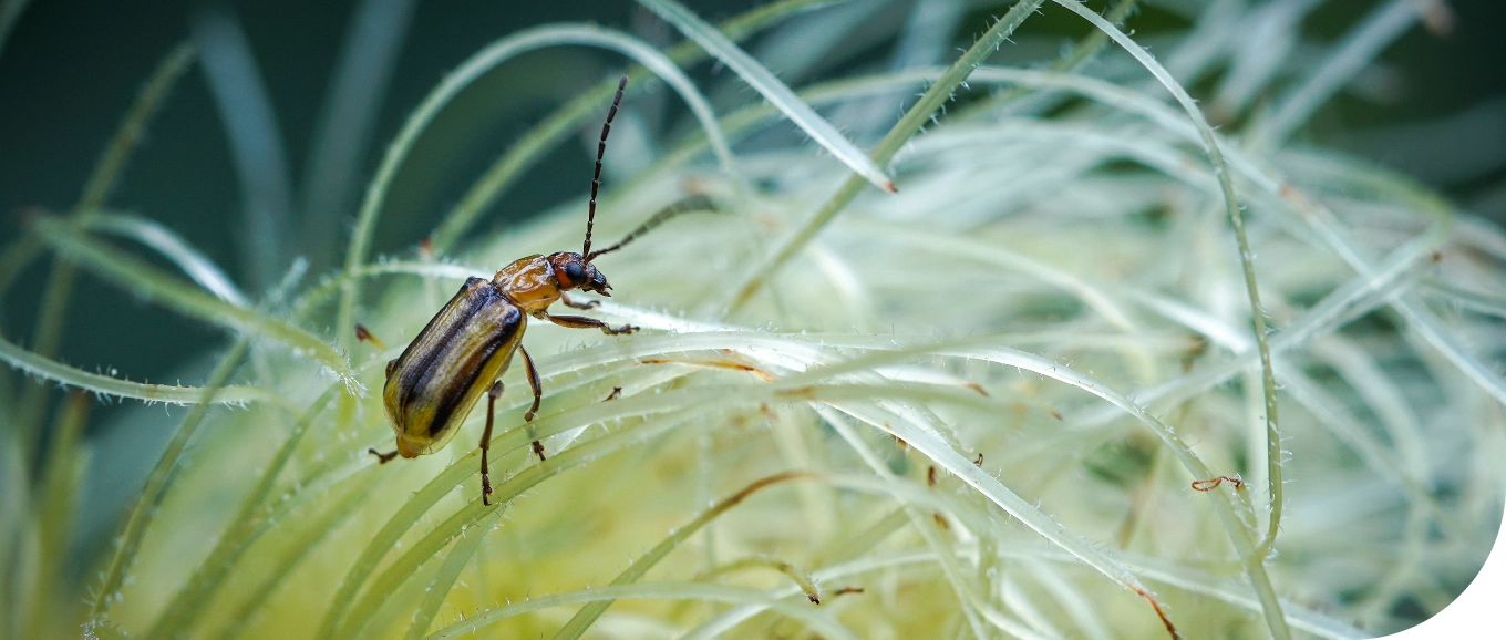 corn rootworm beetle in corn silk
