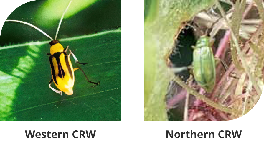 western and eastern corn rootworm