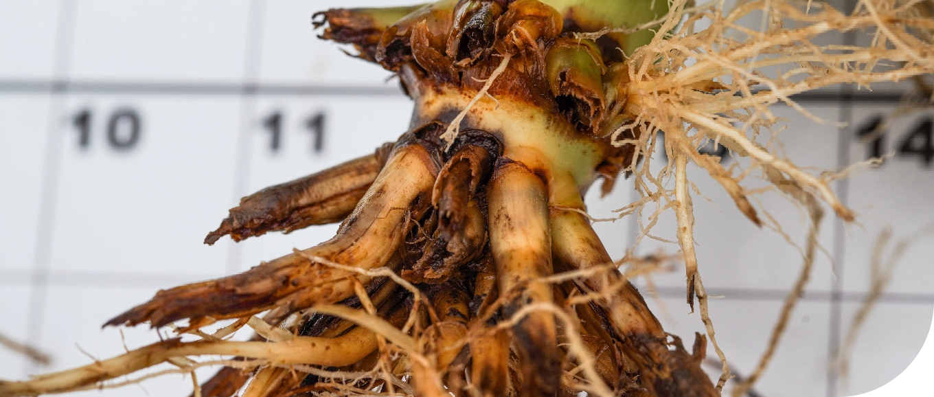 corn roots showing corn root worm pressure