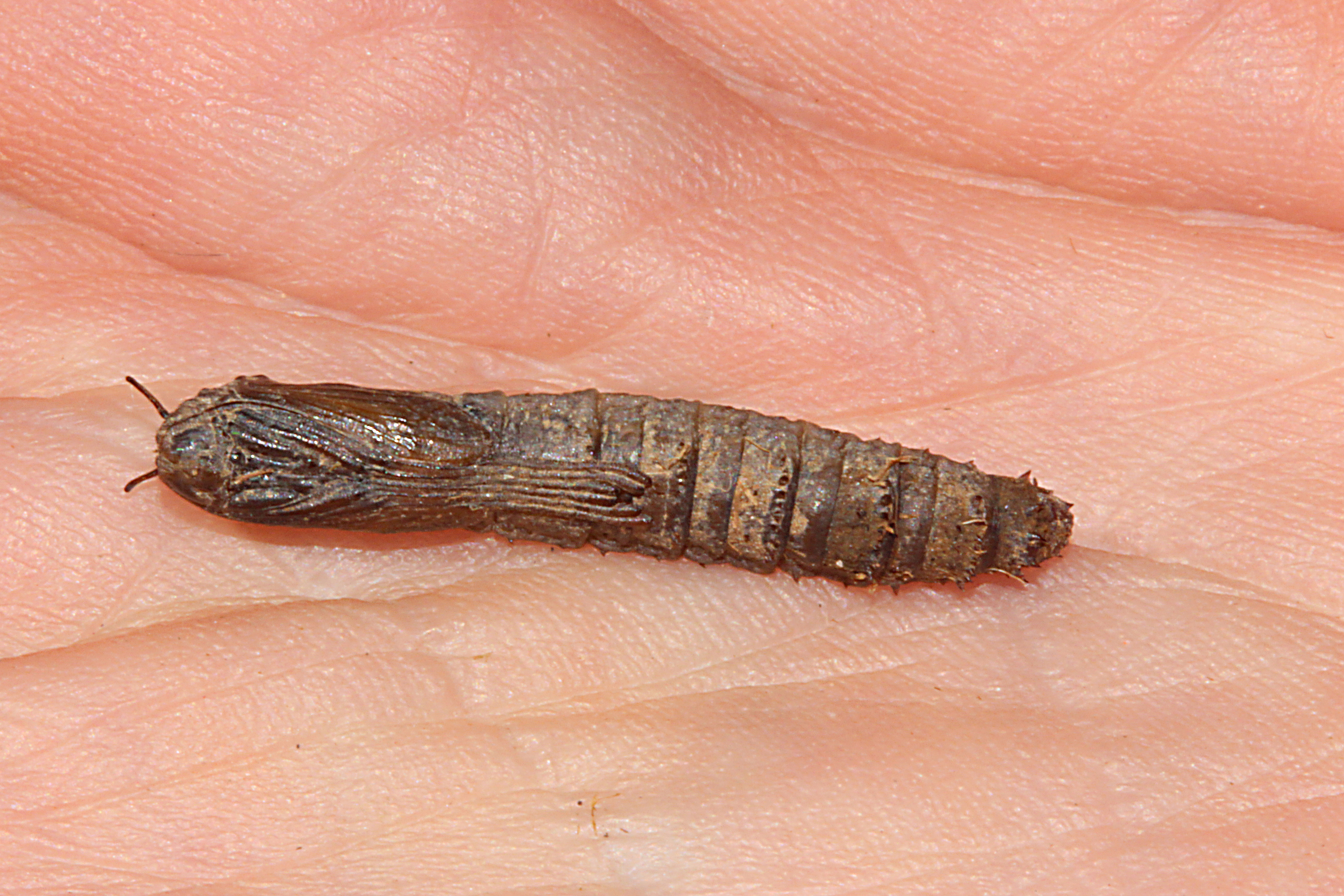 Cranefly Larvae