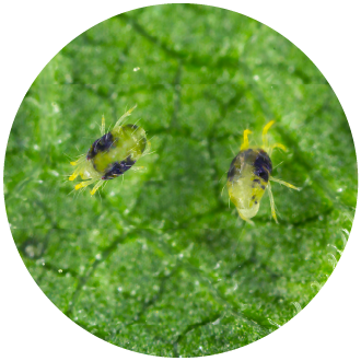 Spider Mites