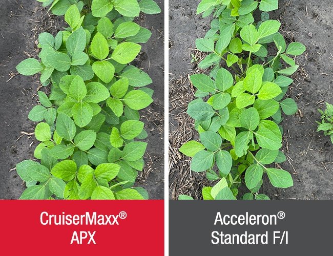 Side-by-side soybean plots comparing CruiserMaxx APX and Acceleron Standard F/I, showing more uniform soybean emergence and stand establishment with CruiserMaxx APX.