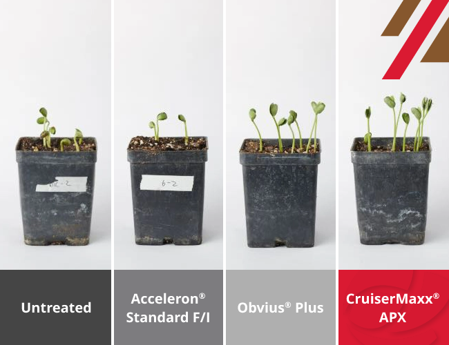 Four pots of soybean seedlings comparing untreated soybeans, Acceleron Standard F/I, Obvius Plus and CruiserMaxx APX in inoculated Pythium, Fusarium and Rhizoctonia soils, showing quicker emergence and more growth with CruiserMaxx APX.