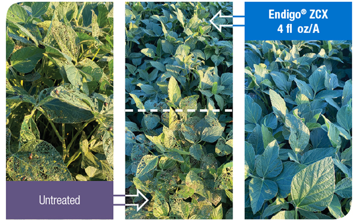 Japanese beetle protection in soybeans with a strong insecticide (Endigo ZCX vs. untreated)