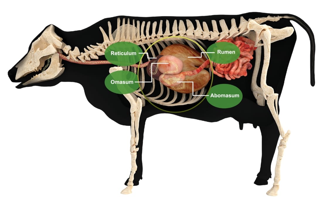 An anatomical diagram of a cow's digestive system highlighting the reticulum, rumen, omasum and abomasum.