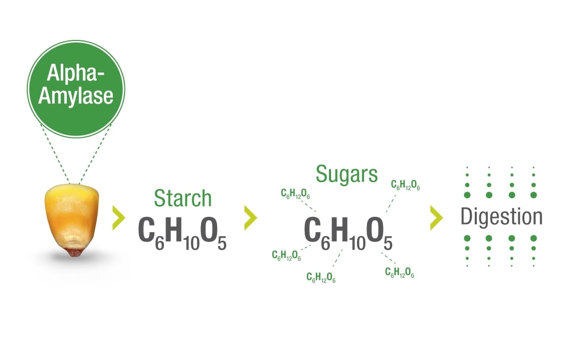 A chemical equation demonstrating how the alpha-amylase trait turns starch into usable sugars to enhance digestion