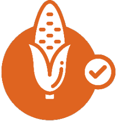 orange ear of corn graphic