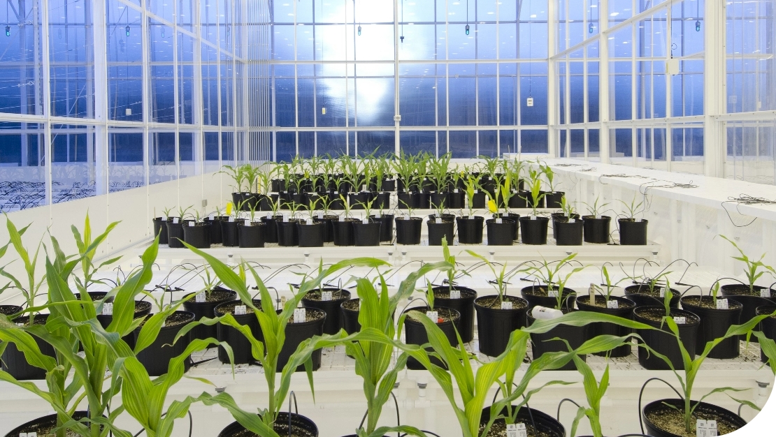 Young plants growing inside greenhouse