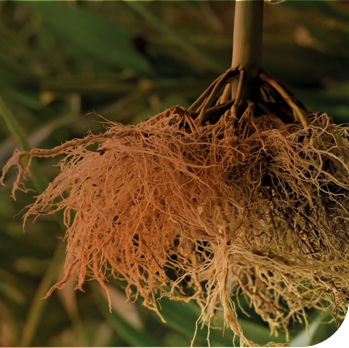 Uprooted plant with detailed roots