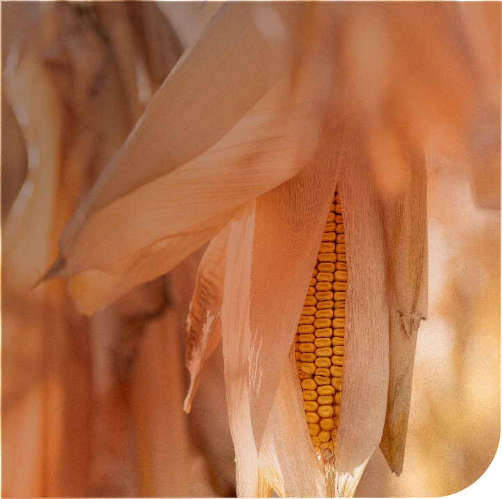 Close-up of corn ear with husk peeled back