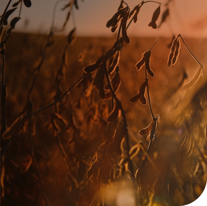 Soybean plant silhouettes in sunlight