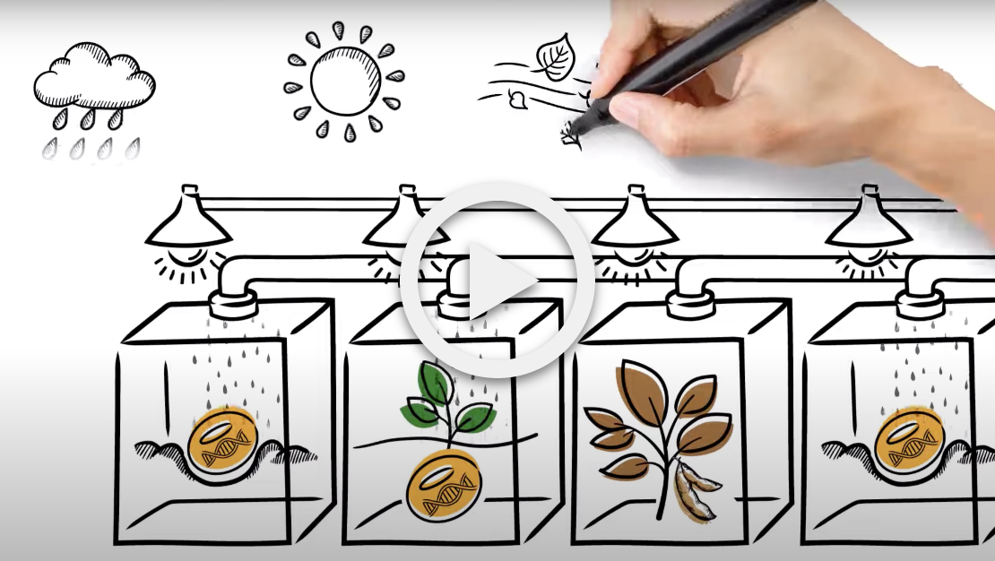 Learn about Syngenta's rapid trait introgression
