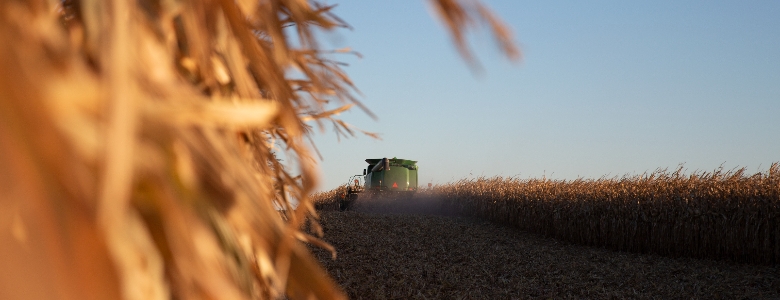 harvester in a field of corn at harvest