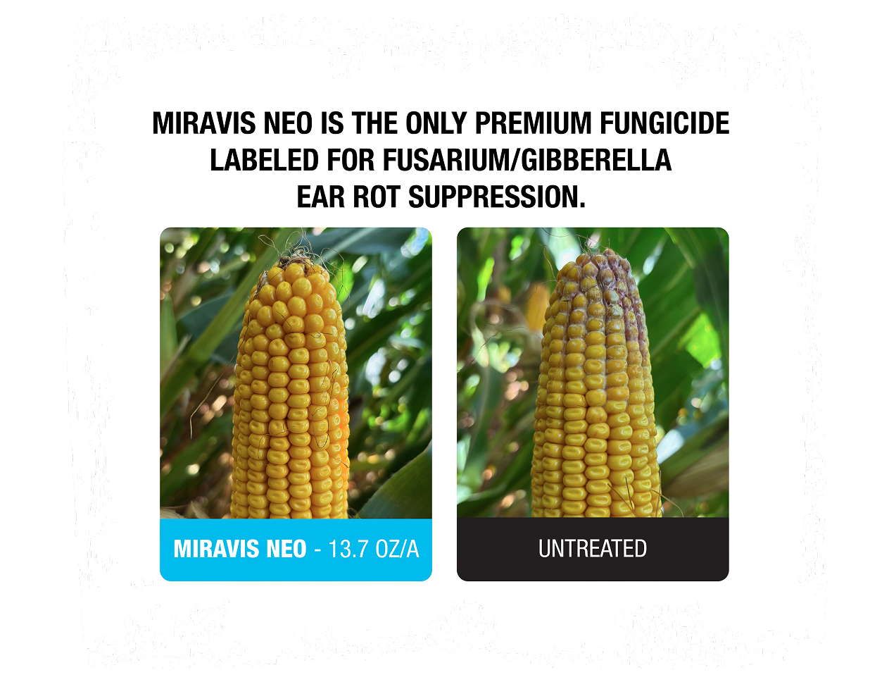 Miravis Neo is the only premium fungicide labeled for Fusarium/Gibberella Ear Rot Suppression. Miravis Neo, 13.7 oz/A. Untreated.