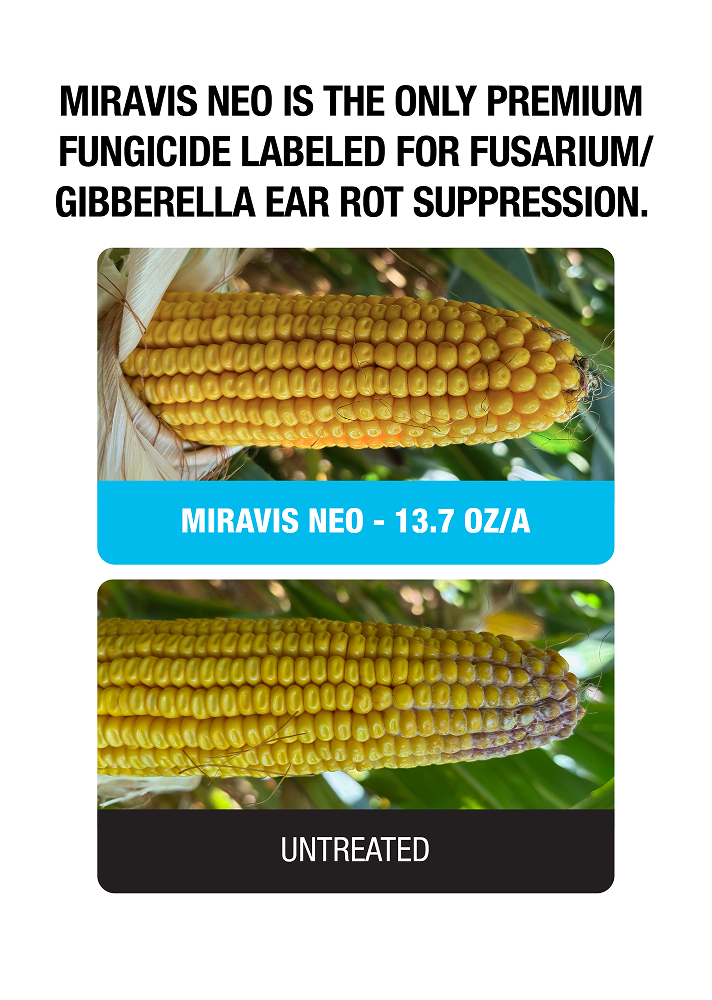 Miravis Neo is the only premium fungicide labeled for Fusarium/Gibberella Ear Rot Suppression. Miravis Neo, 13.7 oz/A. Untreated.