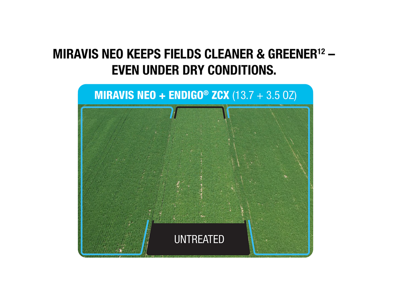 Miravis Neo keeps fields cleaner & greener - even under dry conditions. Miravis Neo + Endigo ZCX (13.7 + 3.5 oz). Untreated.