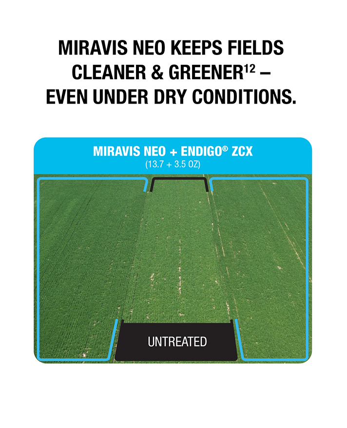 Miravis Neo keeps fields cleaner & greener - even under dry conditions. Miravis Neo + Endigo ZCX (13.7 + 3.5 oz). Untreated.