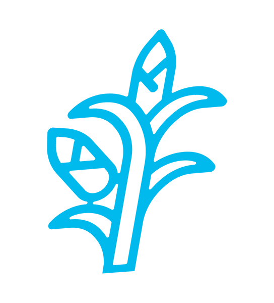 Corn Icon