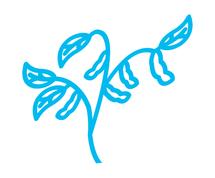 Soybean Icon