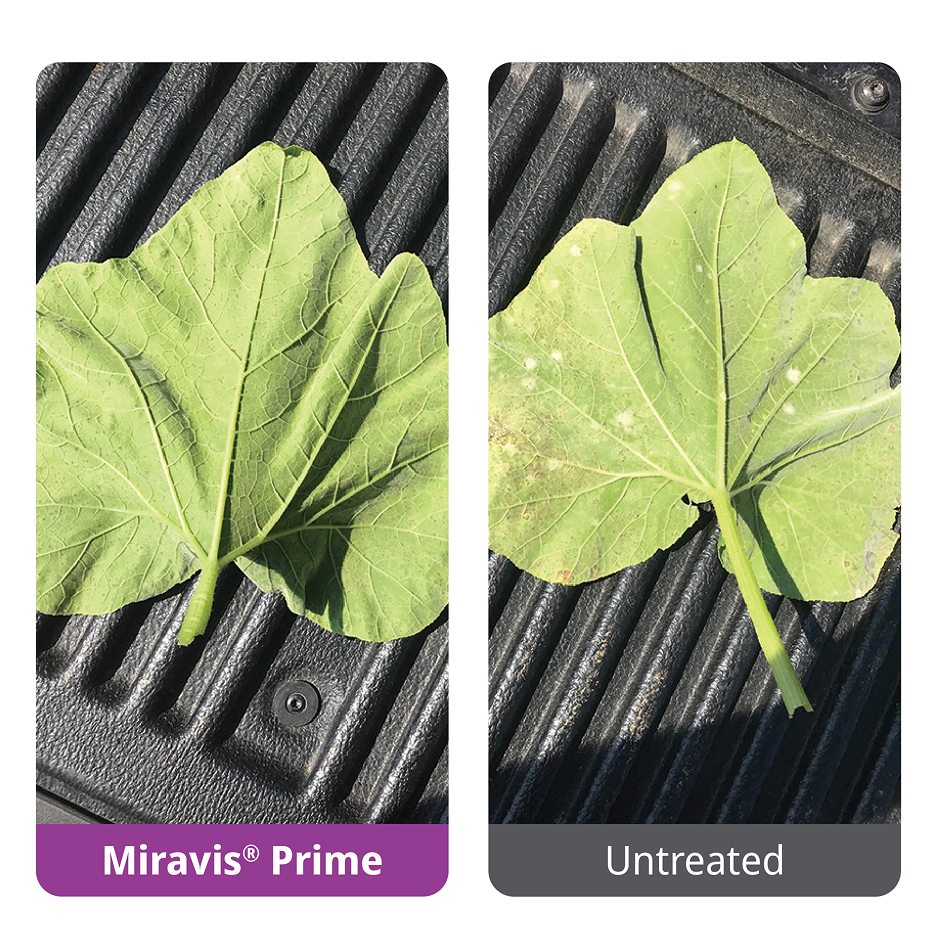 Miravis Prime efficacy against powdery mildew in squash