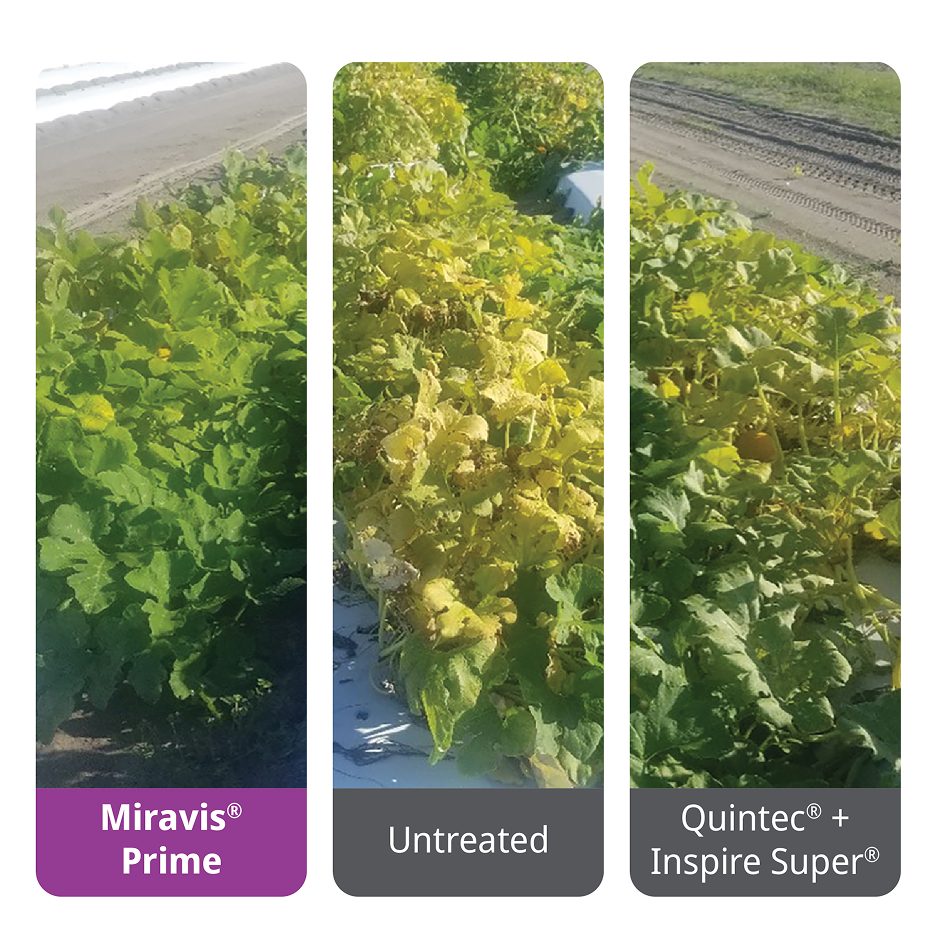 Miravis Prime delivers improved disease control in squash
