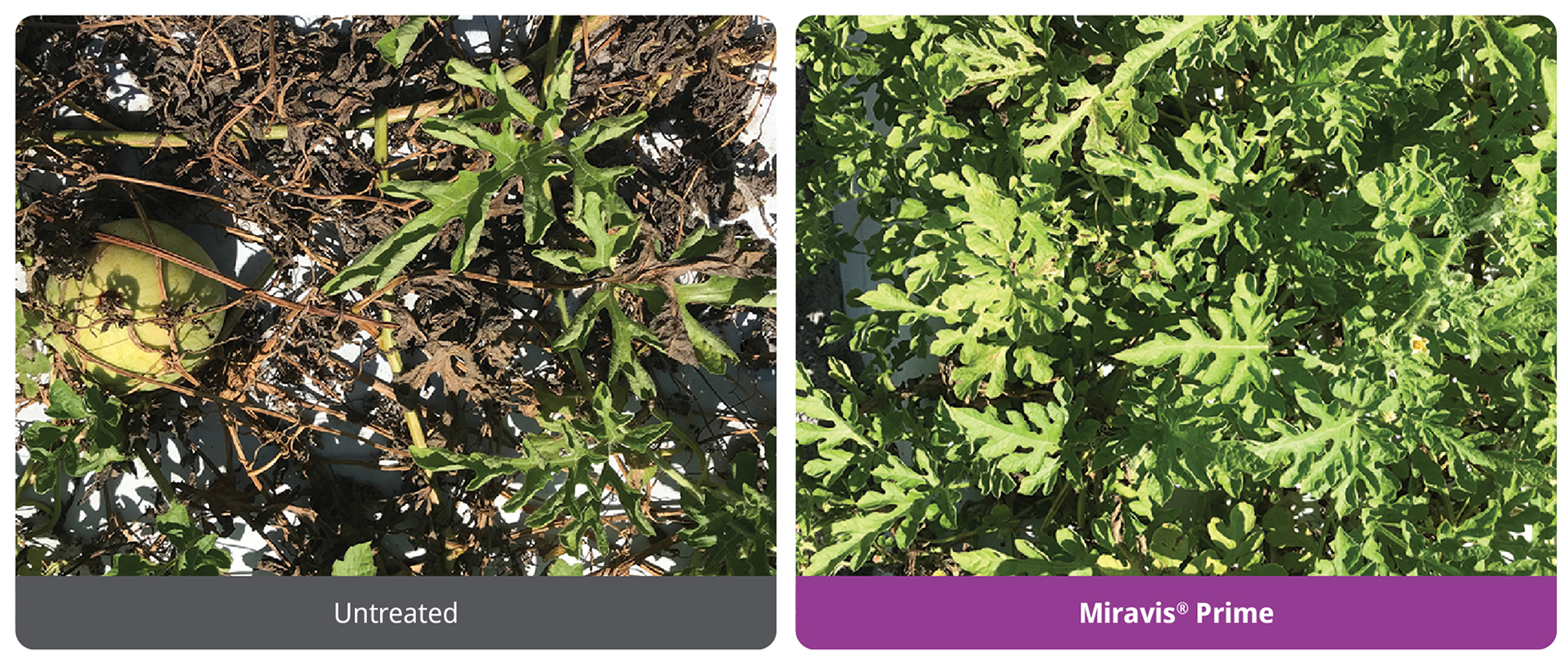 Miravis Prime offers improved control of gummy stem blight in watermelon