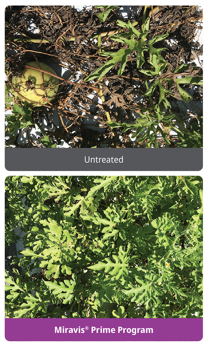 Miravis Prime offers improved control of gummy stem blight in watermelon