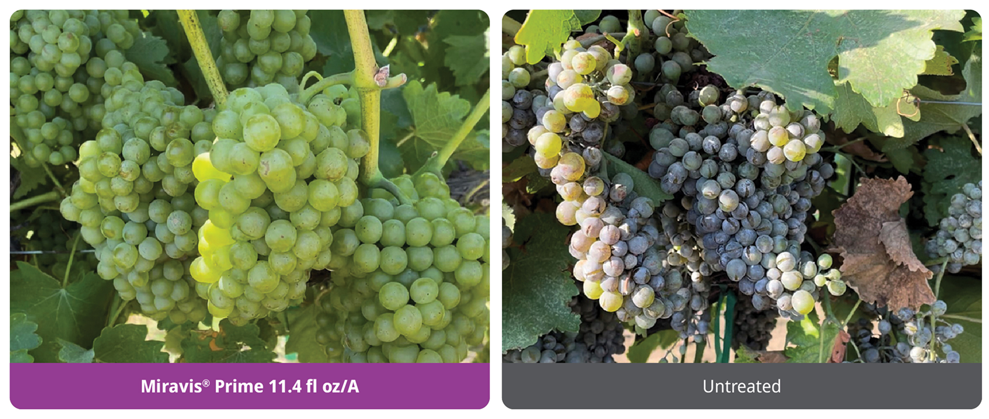 Miravis Prime provides effective control of powdery mildew
