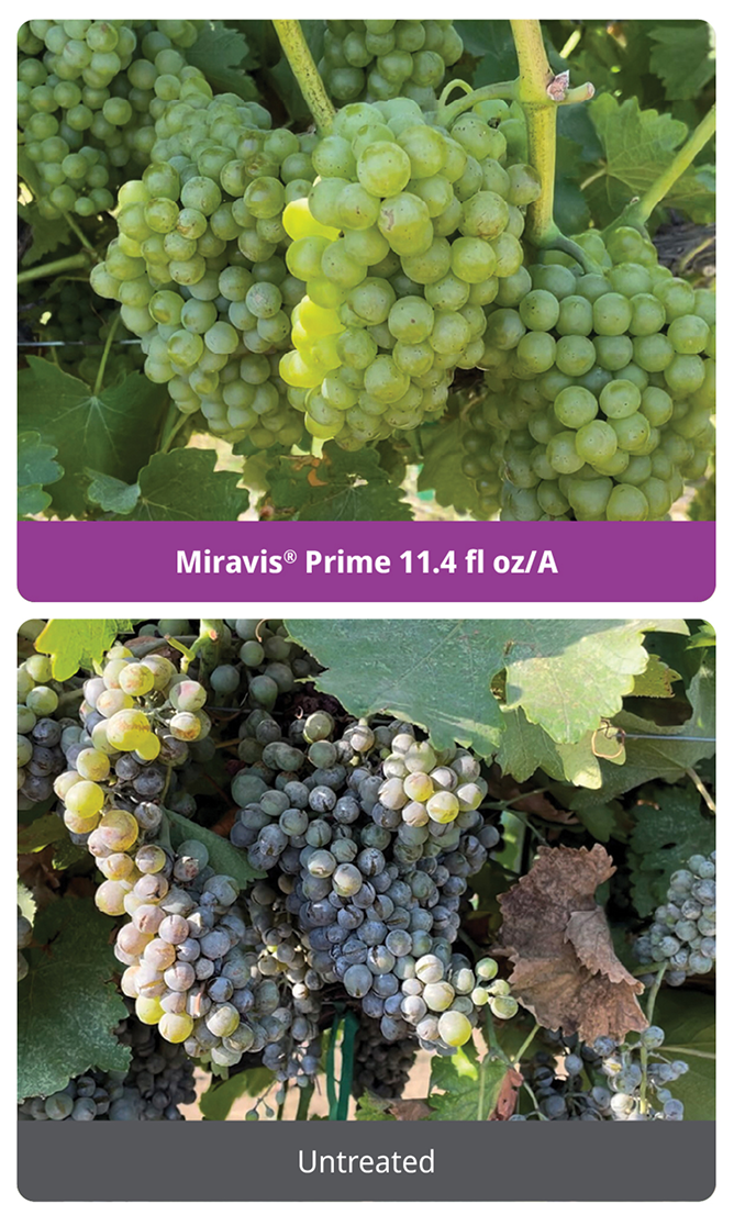 Miravis Prime provides effective control of powdery mildew