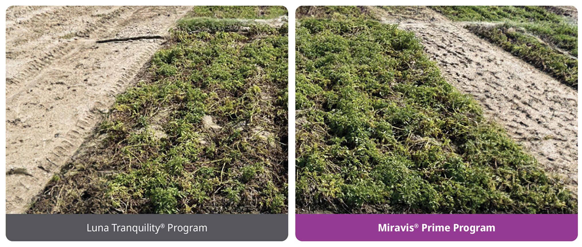 Miravis Prime delivers excellent control of early blight in potatoes