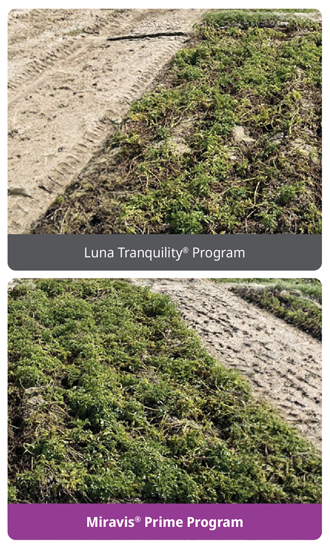 Miravis Prime delivers excellent control of early blight in potatoes