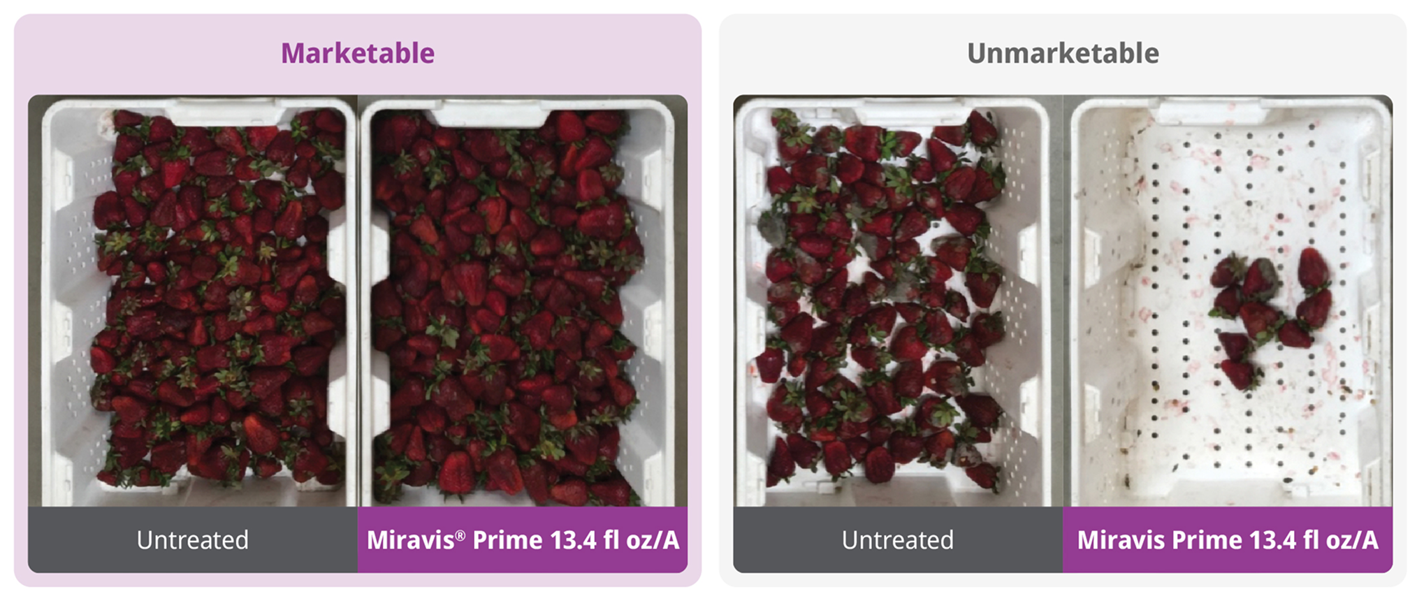 Powerful disease protection for more marketable strawberries
