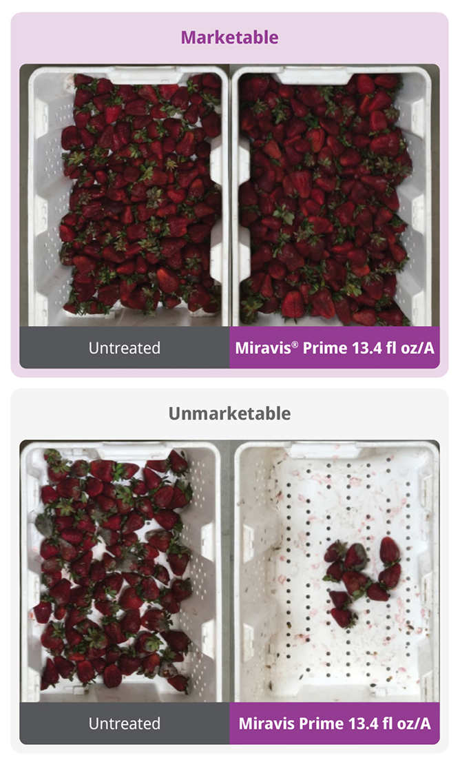 Powerful disease protection for more marketable strawberries