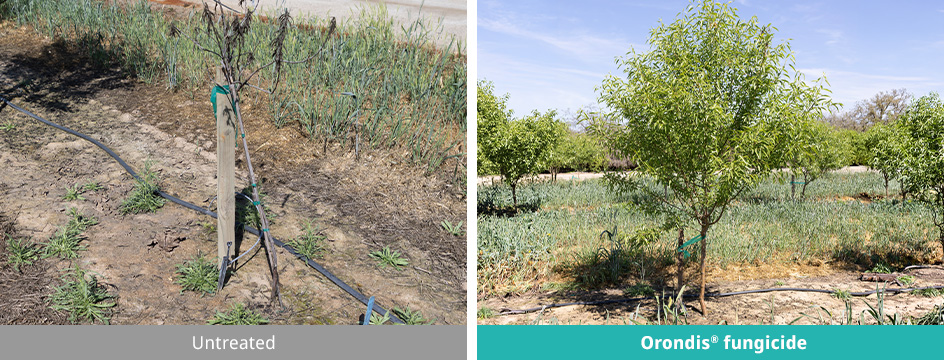 Orondis Supports New Tree Growth and Establishment