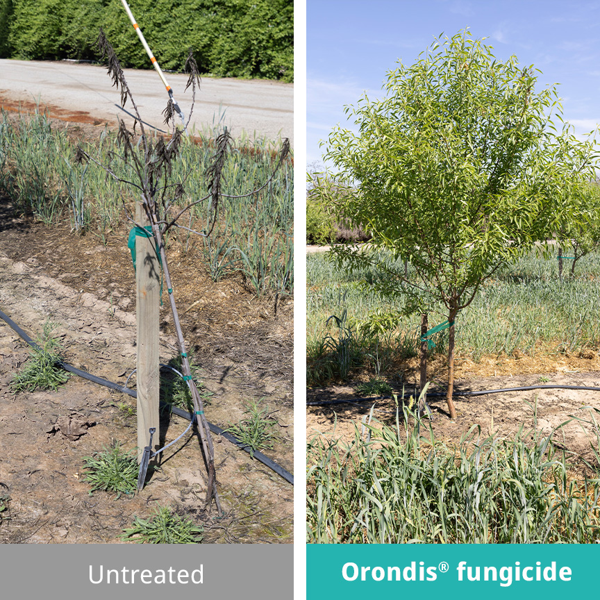 Orondis Supports New Tree Growth and Establishment