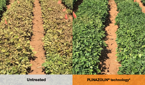 Side-by-side photo comparison of untreated peanut plants compared to those treated with Vertento insecticide.