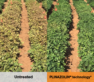 Side-by-side photo comparison of untreated peanut plants compared to those treated with Vertento insecticide.