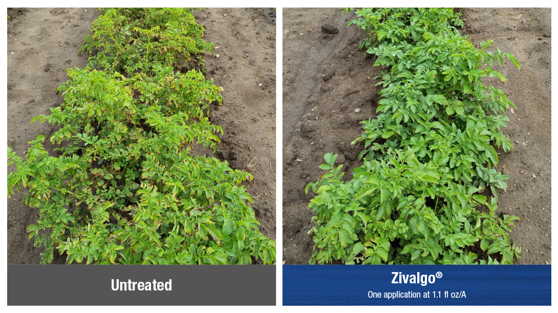 Side-by-side comparison photos of untreated potato crops versus those treated with Zivalgo when managing potato leafhopper pressure during a 2024 Michigan trial.
