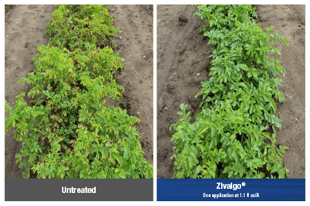 Side-by-side comparison photos of untreated potato crops versus those treated with Zivalgo when managing potato leafhopper pressure during a 2024 Michigan trial.