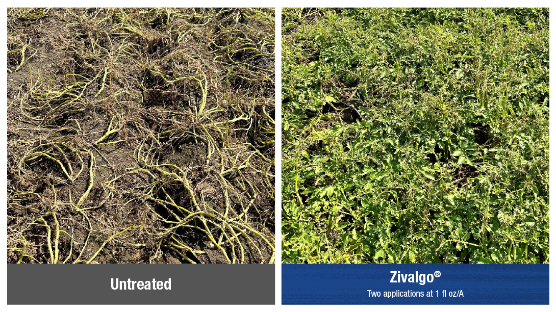 2024 field trial photos showing the impact of Zivalgo insecticide when protecting against Colorado potato beetle feeding damage.